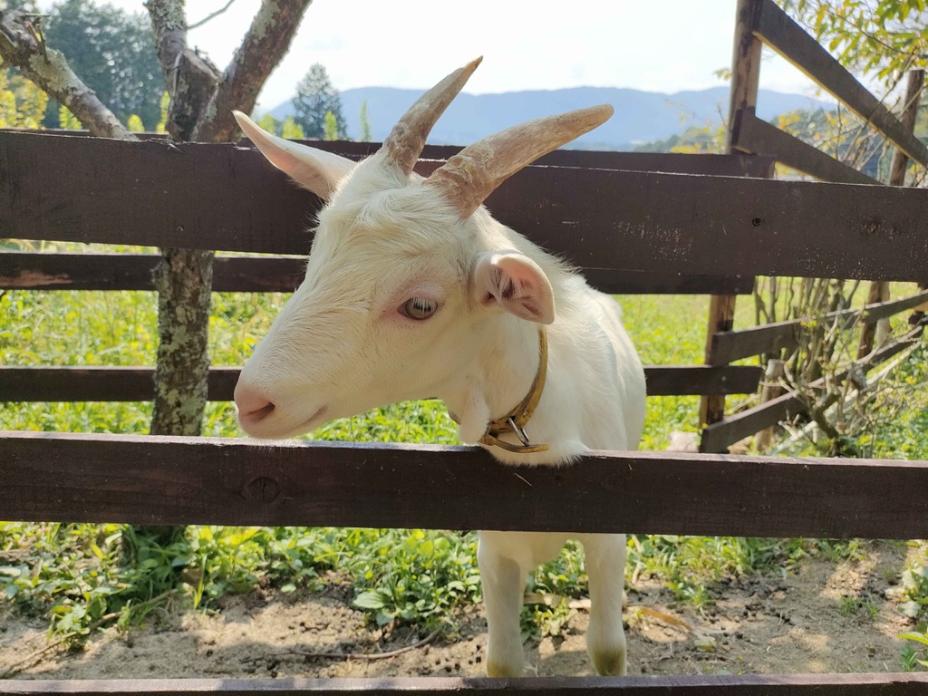 時計とペット（ペットカフェ）で動物たちと触れ合い♪（恵那市長島町） | ヤギイエスタイル｜恵那・中津川・瑞浪 での暮らしを発信するメディア